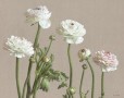 Mia Tarney Ranunculus Picotee