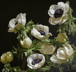 Mia Tarney White Anemones