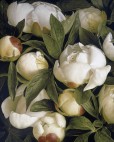 Mia Tarney Duchess Peony