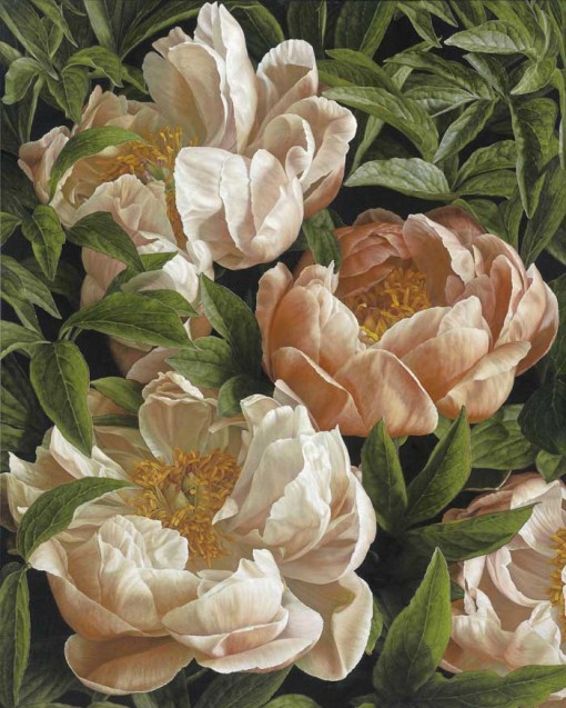 Mia Tarney Coral Charm Peony MT3123