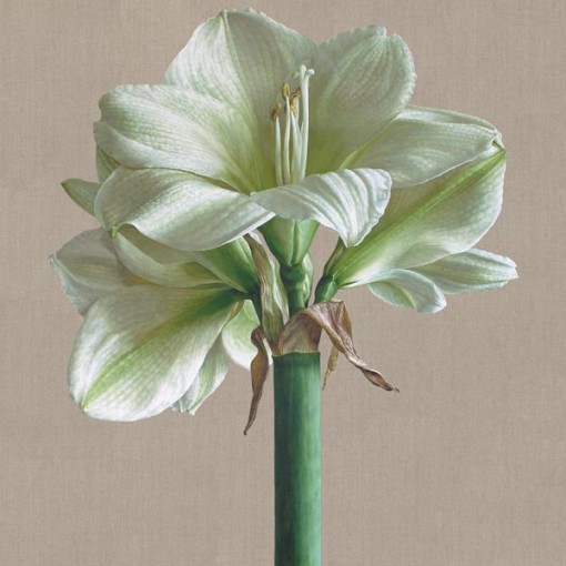 Mia Tarney White Amaryllis MT3201