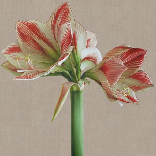 Mia Tarney Clown Amaryllis MT3202