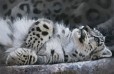 Pip McGarry Snow Leopard Cub